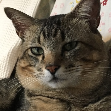 表情が豊かな猫です。