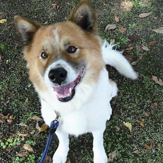 気は優しくて力持ちなハナオくん