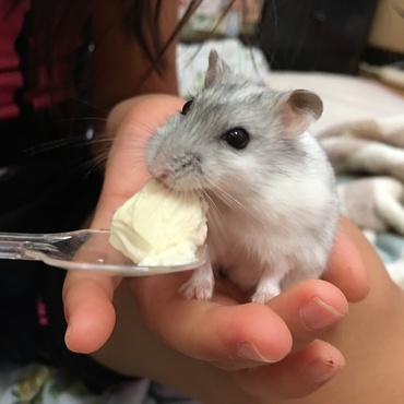 お豆腐と雪たん( *´艸｀*)