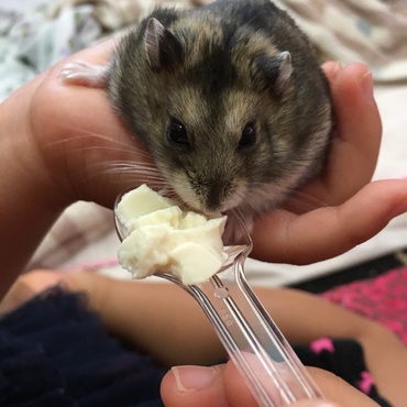 大好物のお豆腐(○'н'○)ŧ‹"ŧ‹"