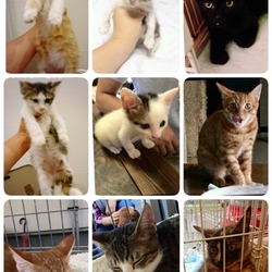 わんにゃん小梅保育園☆住協 川越支店で犬猫譲渡会