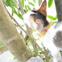 可愛い子猫です！ワクチン等は済んでいます！