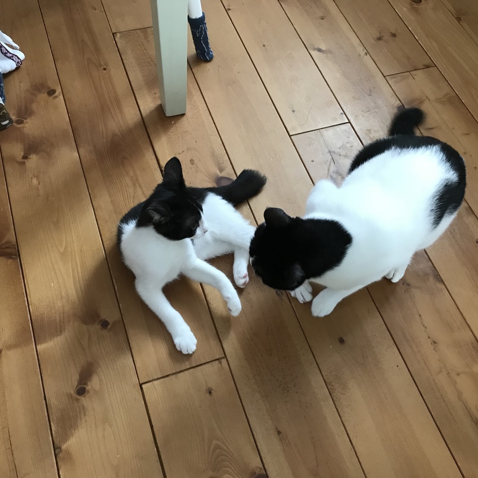 リンのカバー写真