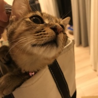 グミ