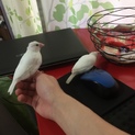 白文鳥2羽譲ります。(兄弟)