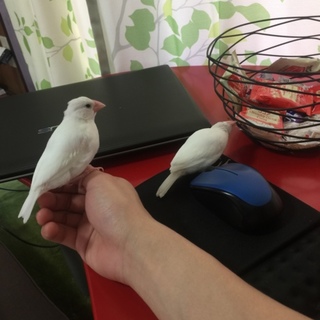 白文鳥2羽譲ります。(兄弟)