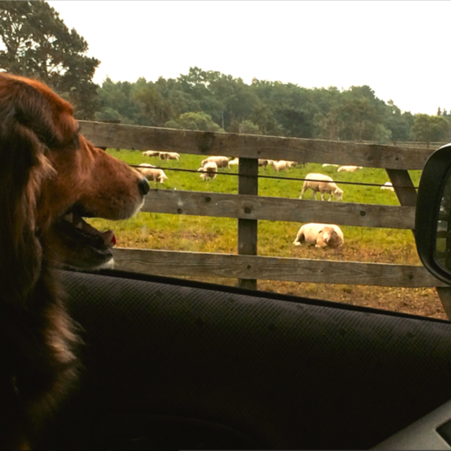 チョビスケ2008のカバー写真