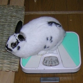 ☆サークル他用品一式付でウサギの里親を募集します！