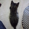 キジトラの男の子です サムネイル2