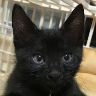 【募集一時停止】とっても人懐っこい黒猫ナルガたん 