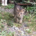 3匹の子猫　里親募集　