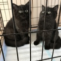 エキゾチックショートヘア３カ月