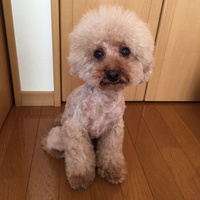 こひめ