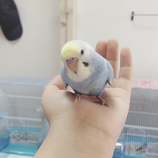 セキセイインコのピコちゃん