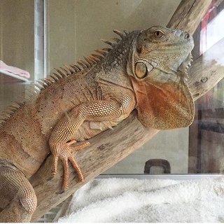 レッドイグアナ 女の子 2歳