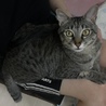 てんみさ
