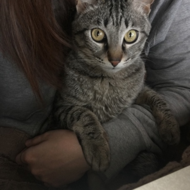 てんみさのカバー写真