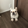 パピコ