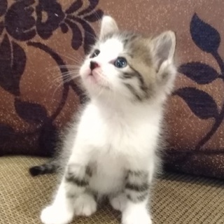 里親募集　保護子ネコ　生後１ヶ月位　三毛猫　