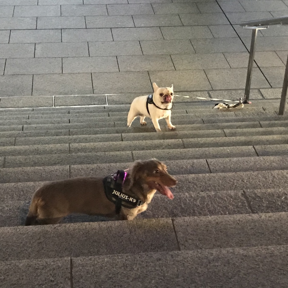 パピコのカバー写真