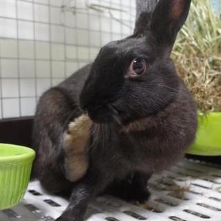 保護うさぎ、おとちゃん