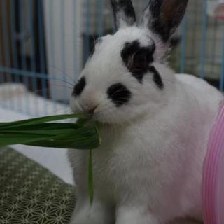 保護うさぎ★くぅちゃん★2015.７月生まれ
