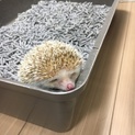 ハリネズミ里親募集