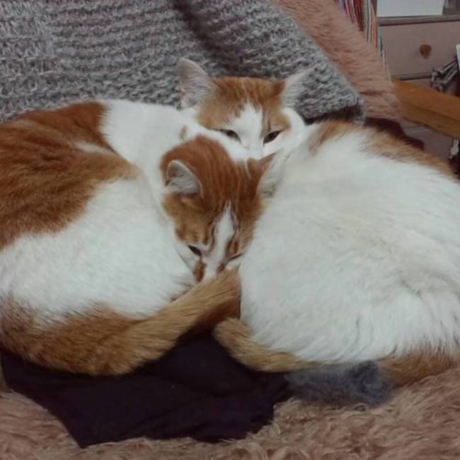 文吉のカバー写真