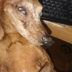 ようやく膿、止まったかな。