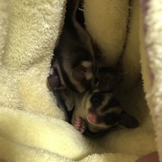 フクロモモンガ♡(´˘`๑)