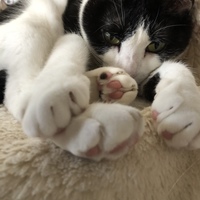 リン