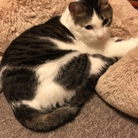 ゆず