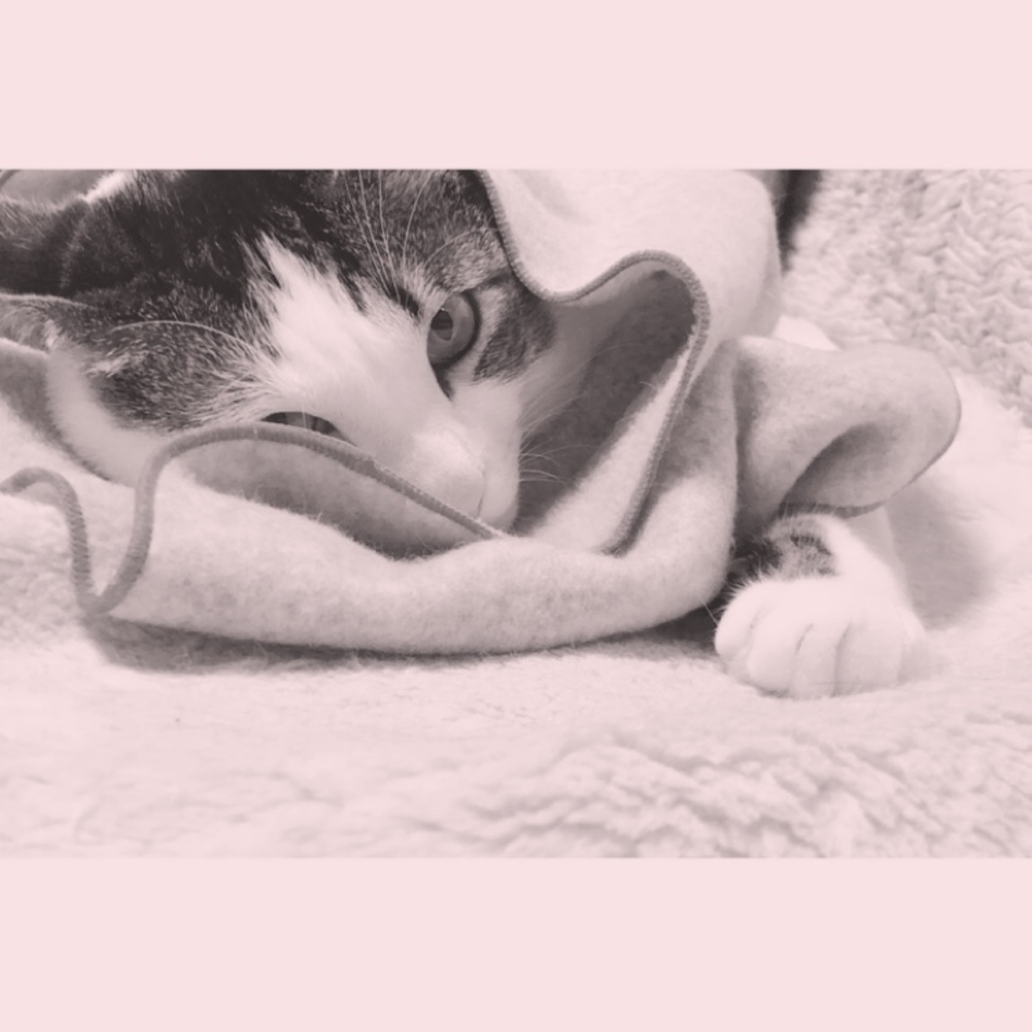 ゆずのカバー写真