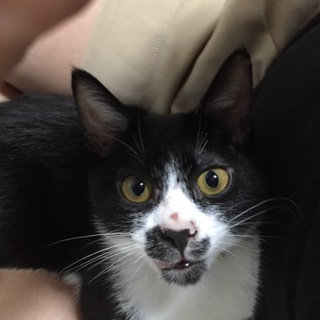 子猫 ハチワレ（白黒） 甘えん坊