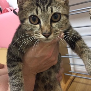 キジトラの子猫、里親様募集
