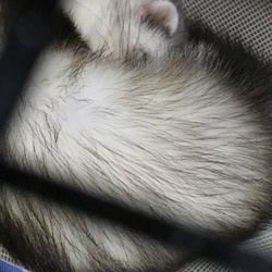 本日のバジルちゃん