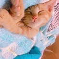 可愛い猫ちゃん！