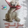ドンたく