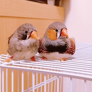 (再募集)キンカチョウのペア