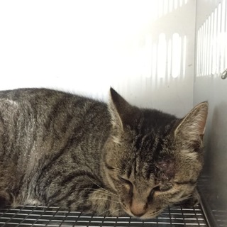 里親決定！有り難うございました