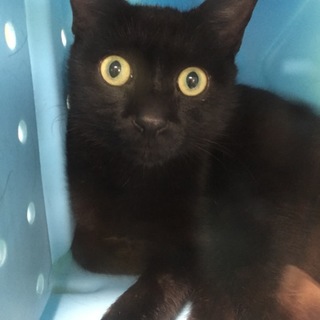 里親決定！有り難うございました