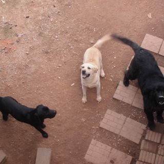 里親募集しています！