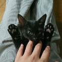 黒ちび猫ちゃん