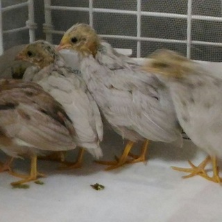 ヒメウズラ　シルバータイプ3羽　里親募集　