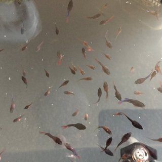 募集いただき、ありがとうございました。