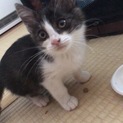 子猫オスの可愛い猫ちゃん
