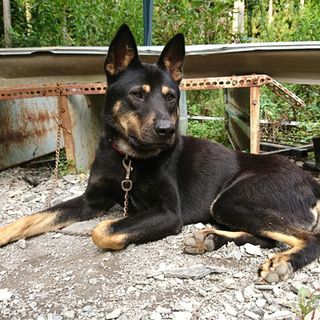 やや大きめmix♂ かっこいい系 ノアくん