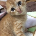 生後1ヵ月半の、茶トラの子猫