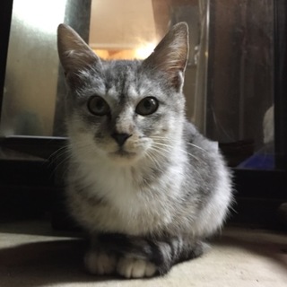 迷い猫 2〜3ヶ月位の雌子猫