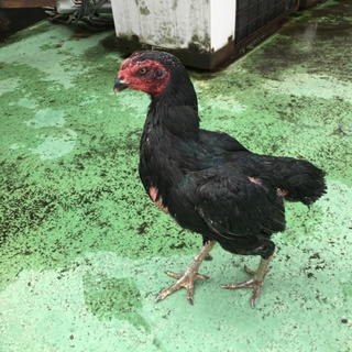 シャモ メス 1羽